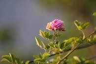 Flor rosa representa la autenticidad y belleza interna.