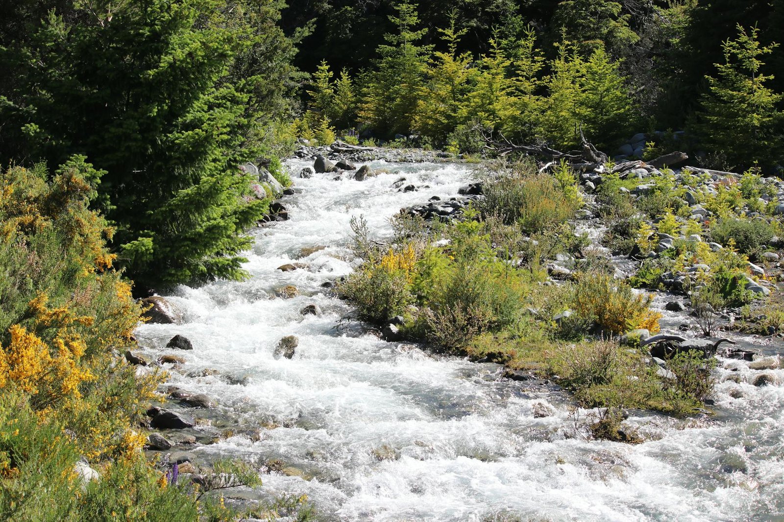 Tranquil mountain stream flowing through lush vegetation in Bariloche, Argentina, perfect for nature and travel themes.